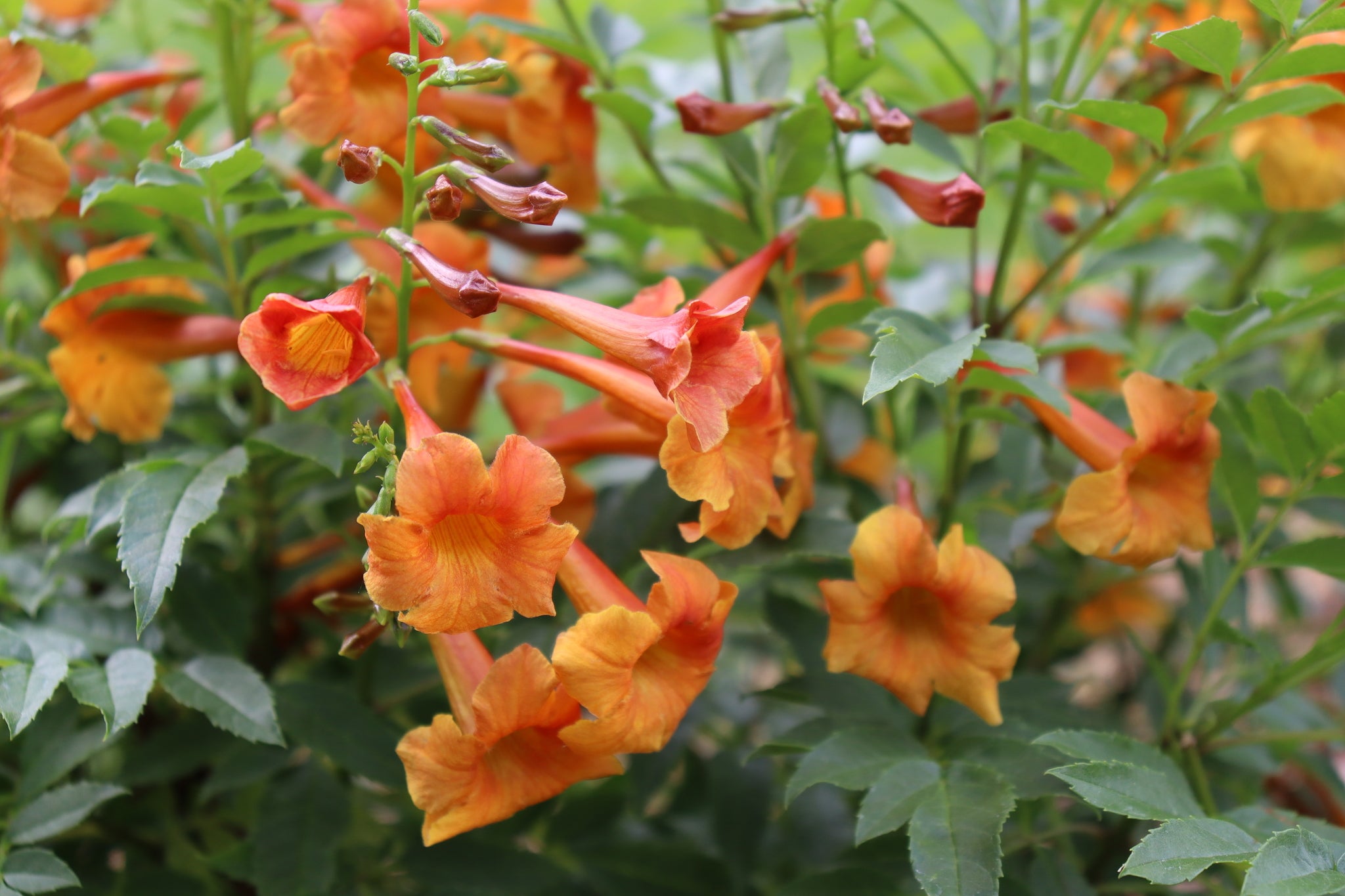 Chicklet&amp;reg; Orange Trumpet Bush
