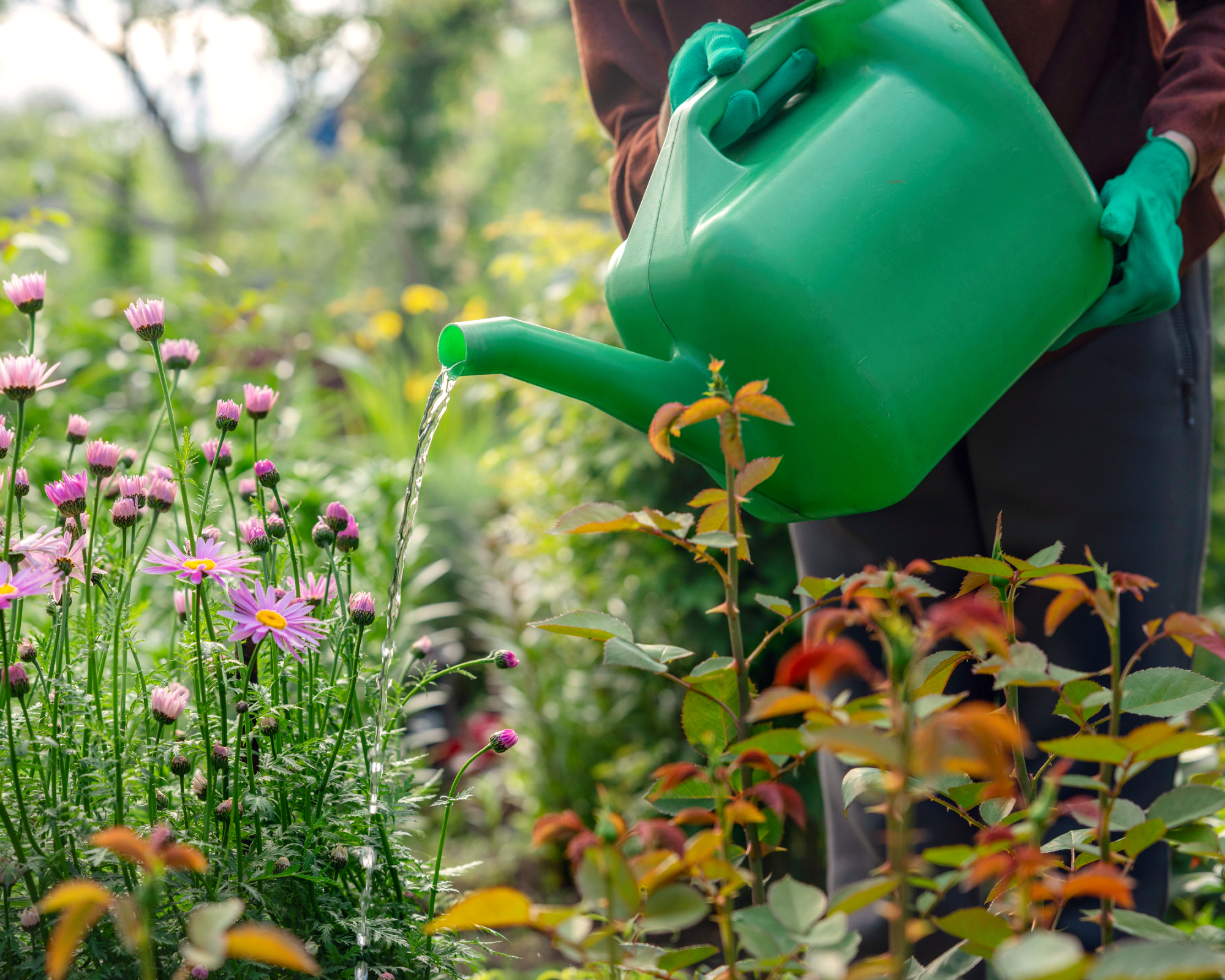 Woman's hands, watering, garden watering can, garden, gloves, flowers, garden care