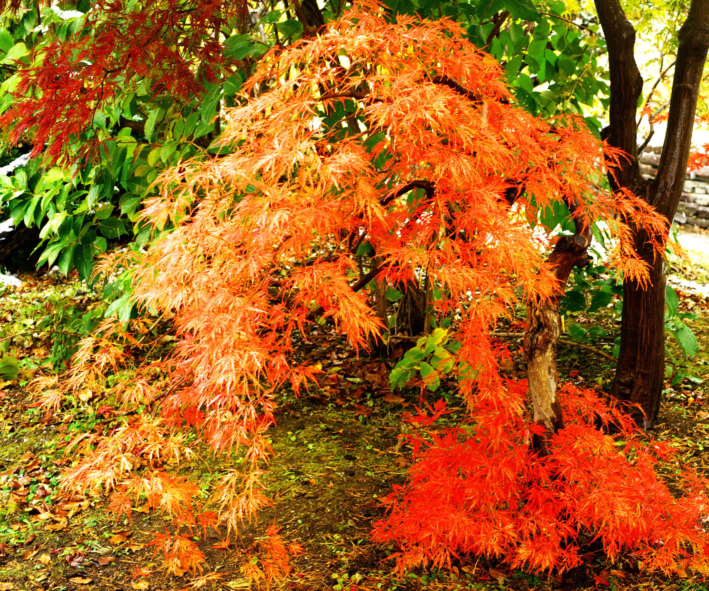 small vine maple tree with orange and red foliage
