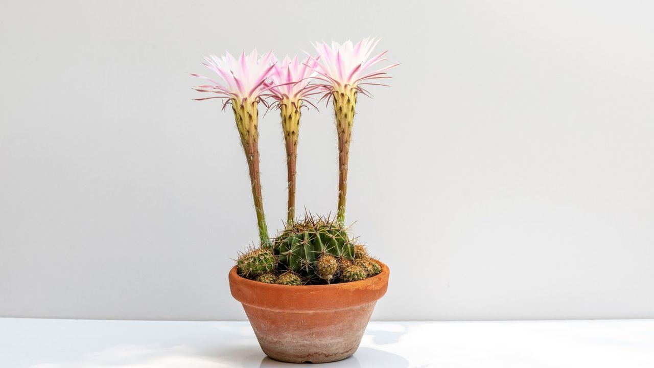 Three flowers on an Easter lily cactus