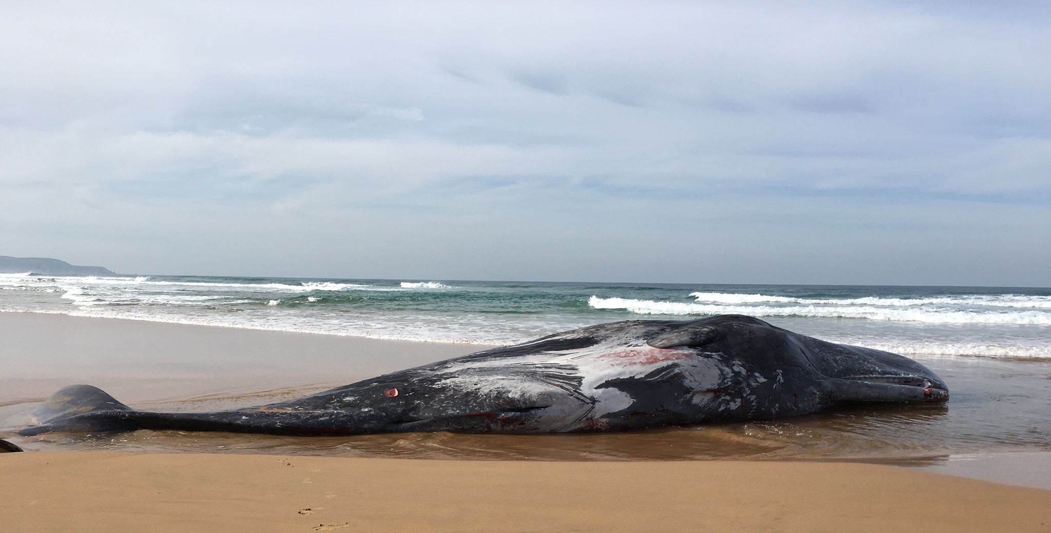 Beached Sperm Whale In Australia Shows Scars From Tussle With A Giant