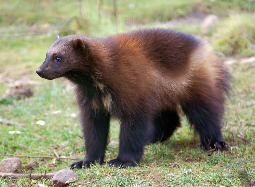 Wolverine Walking