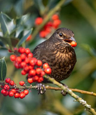 trees with berries bird feeding on holly berries
