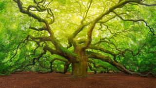 a photo of an angel oak tree