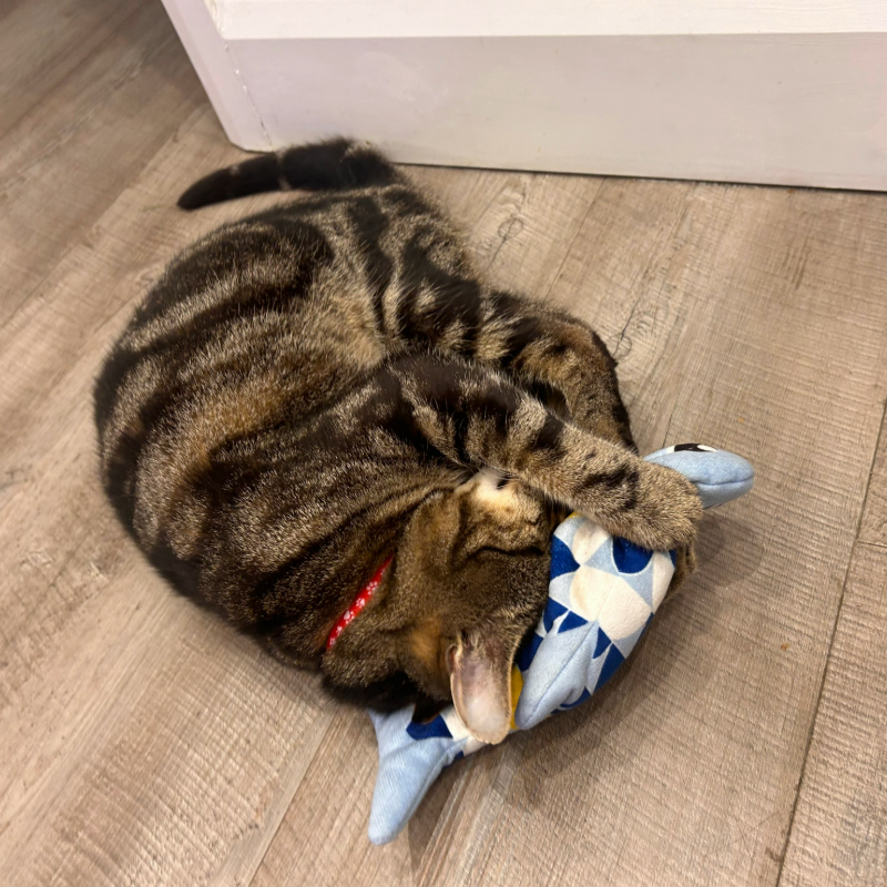 Megan's cat nuzzling the catit groovy fish, one of the best cat toys, while lying on the floor