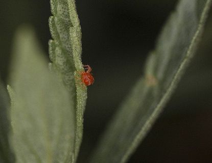 Red Mite On Green Leaf