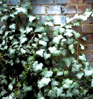 ivy wall