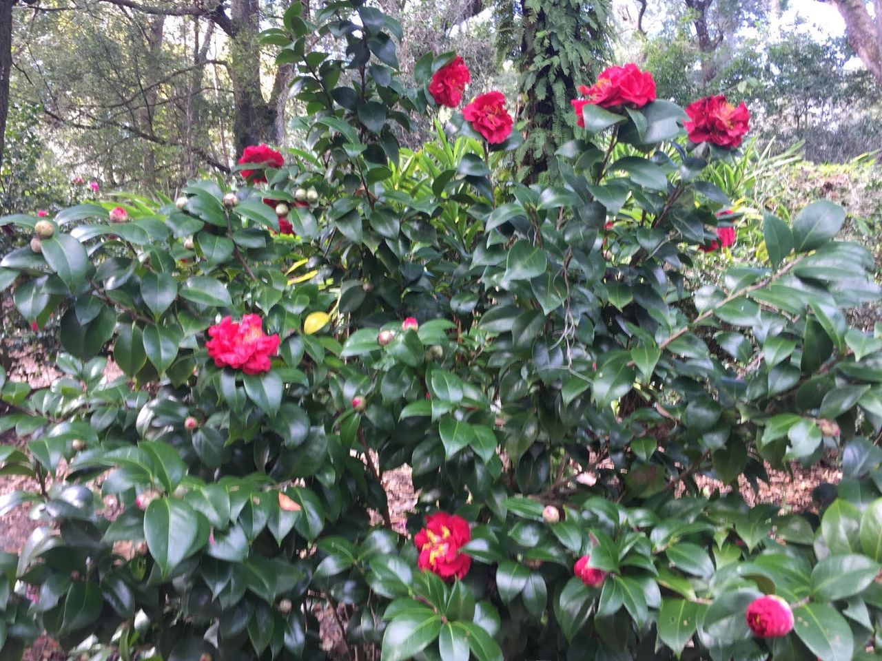 Camellia Plants In Garden