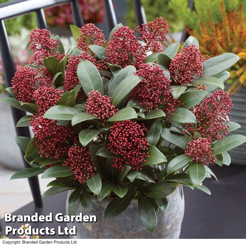 Skimmia Japonica &#039;rubella&#039;