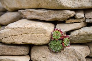 small rock garden ideas: succulent in stone wall