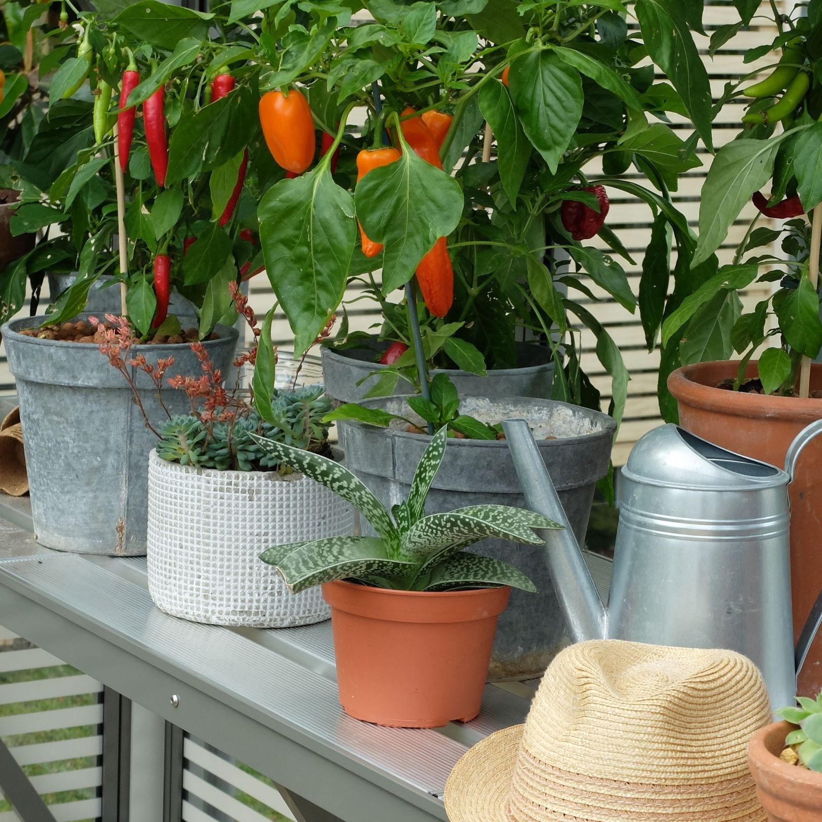 Best vegetables to grow in pots 8 easy options Ideal Home