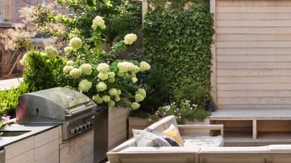 hydrangeas next to an outdoor kitchen on a terrace