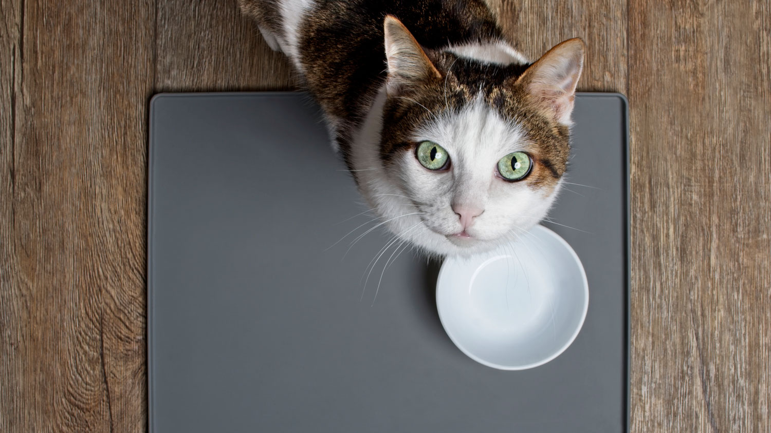 Why Is My Cat Begging For Food? | PetsRadar