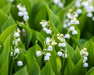 Lily of the valley plants with white flowers