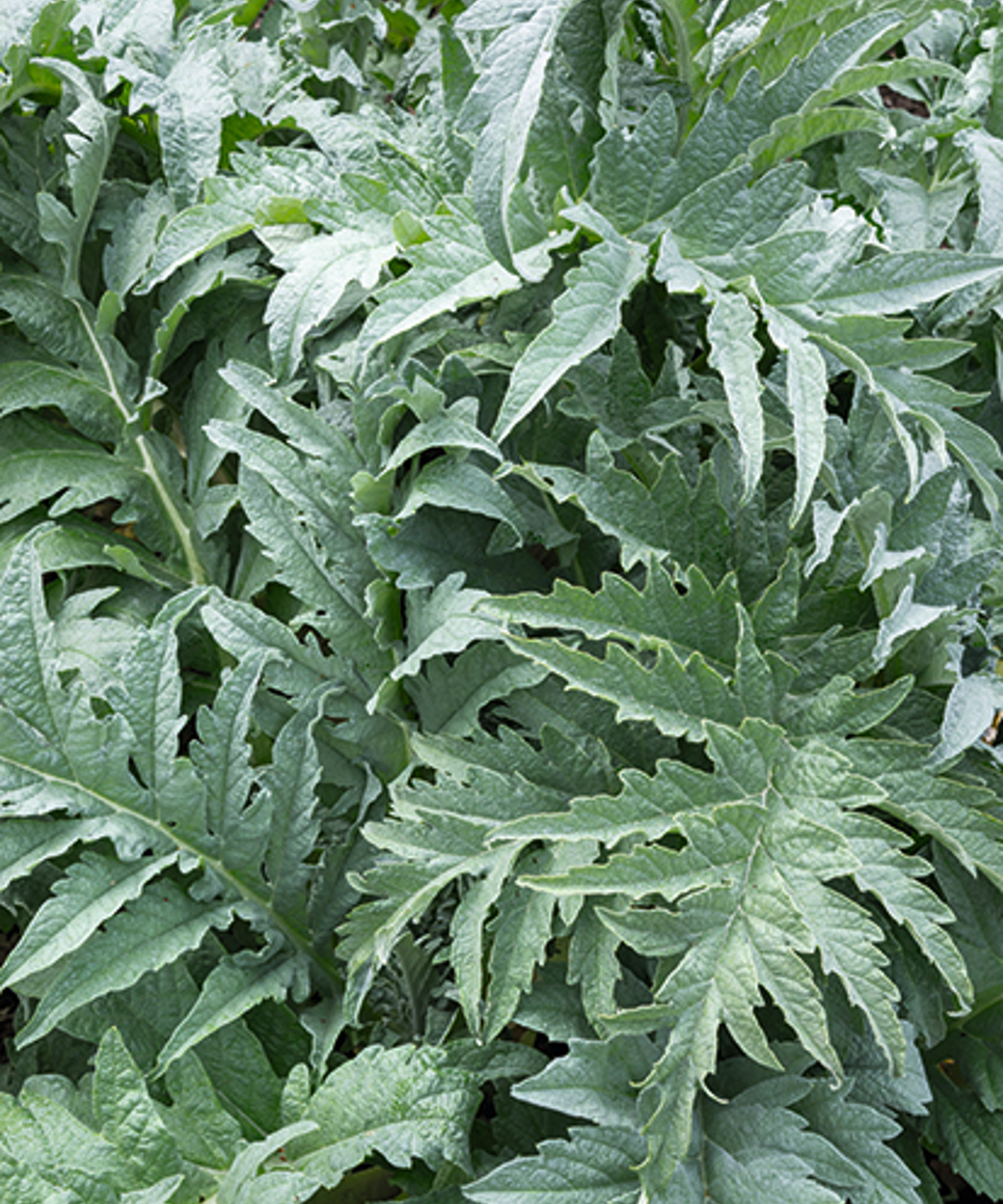 The large silvery leaves of a cardoon