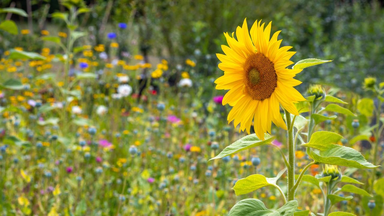 A sunflower in a meadow of flowers in summer