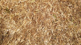 Dry grass