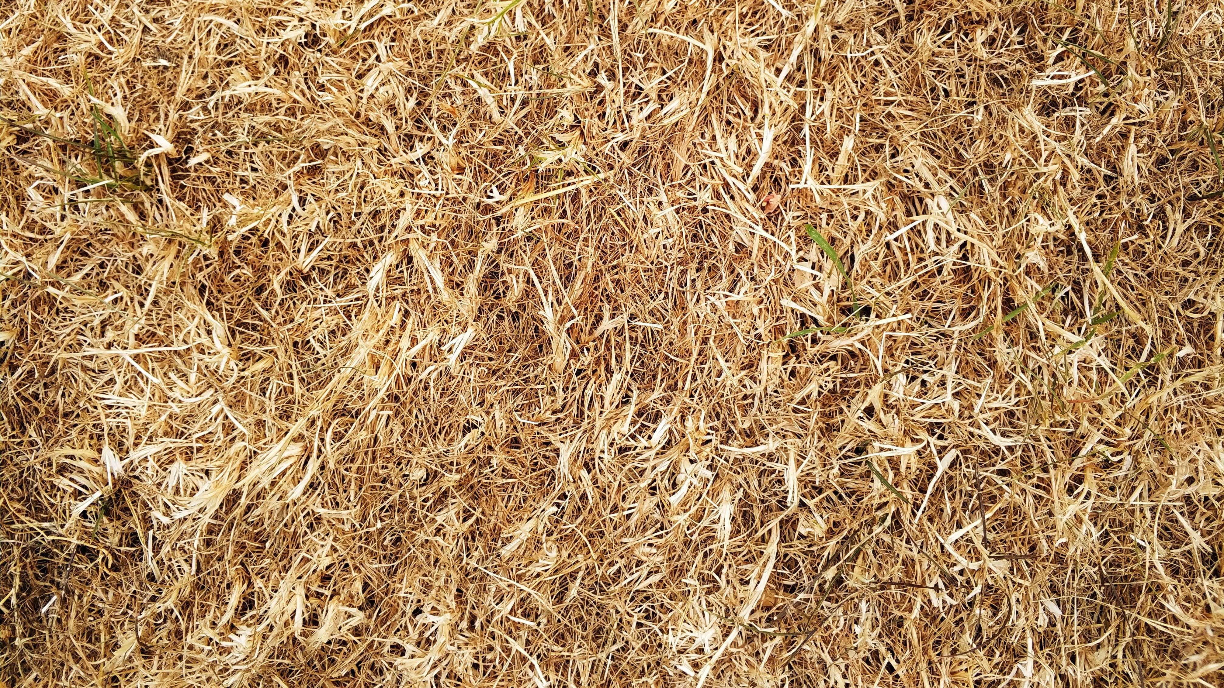 Dry grass
