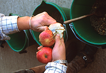 apples-feed.jpg