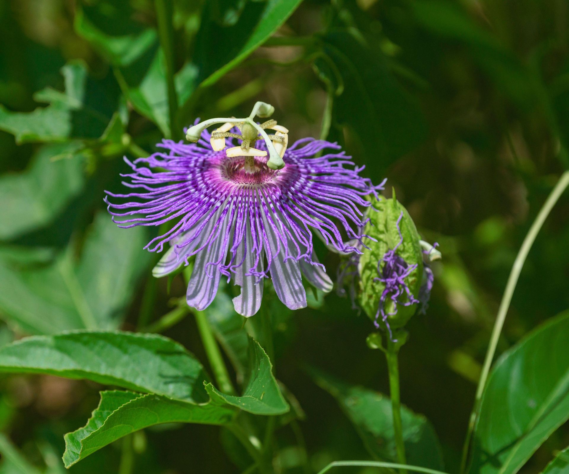 Passion flower, Passiflora incarnata, in a green garden