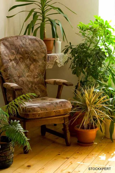 Study Documents The Power Of Indoor Plants Live Science
