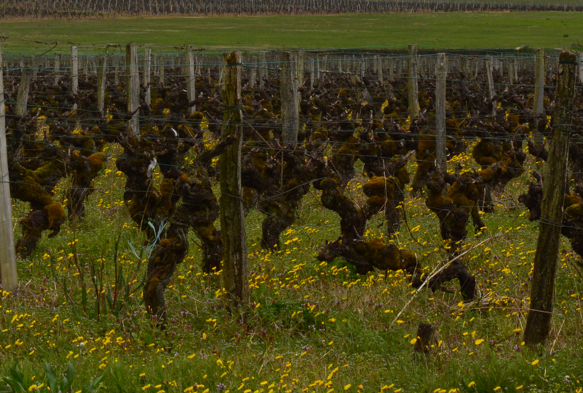 000009f48-Sauternes_Vines.jpg