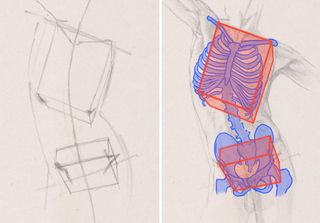 How to draw a torso: 03