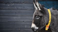 Tally-The-Donkey-Sanctuary-copy.jpeg