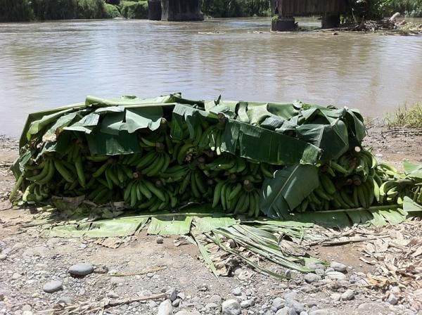 A load of bananas. La Ruta runs past many banana plantations