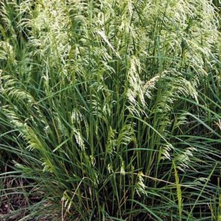 tufted hairgrass in backyard