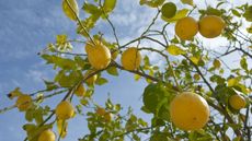 A large lemon tree is covered in yellow fruits on a sunny day