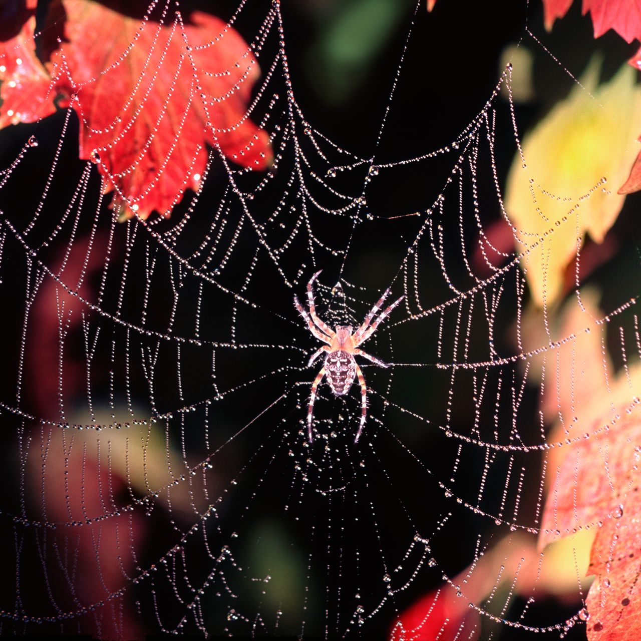 Spider on web in fall