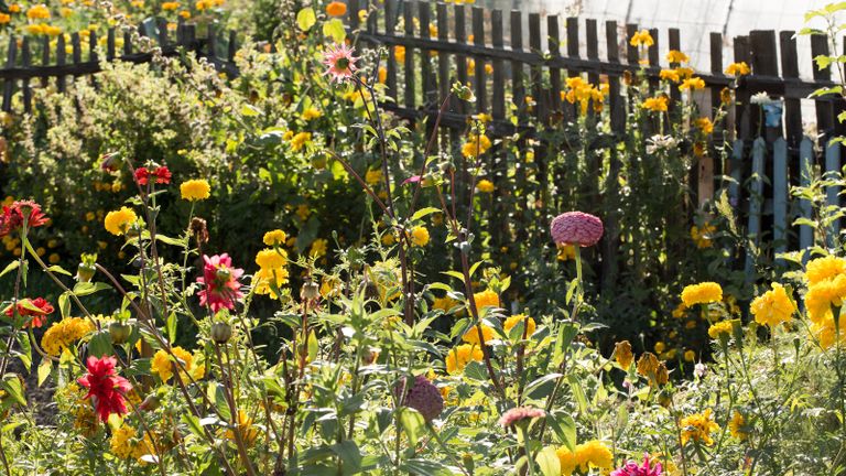 a variety of dahlias and double headed flowers in a sunny border in front of a fence