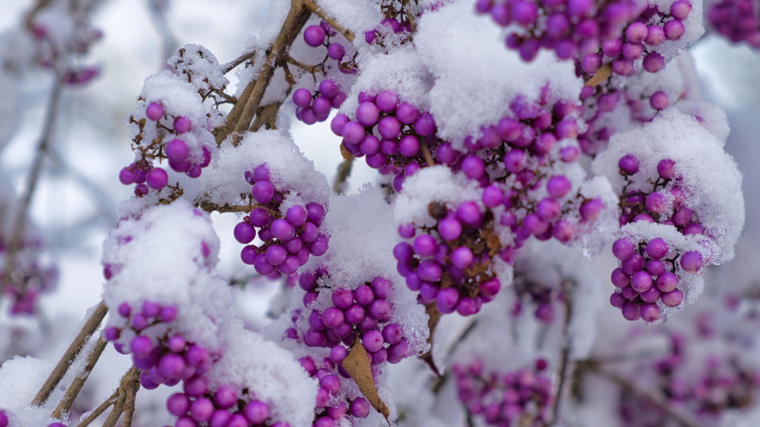 Snow-covered callicarpa or beautyberries growing in garden