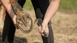 Horse hoof being picked out