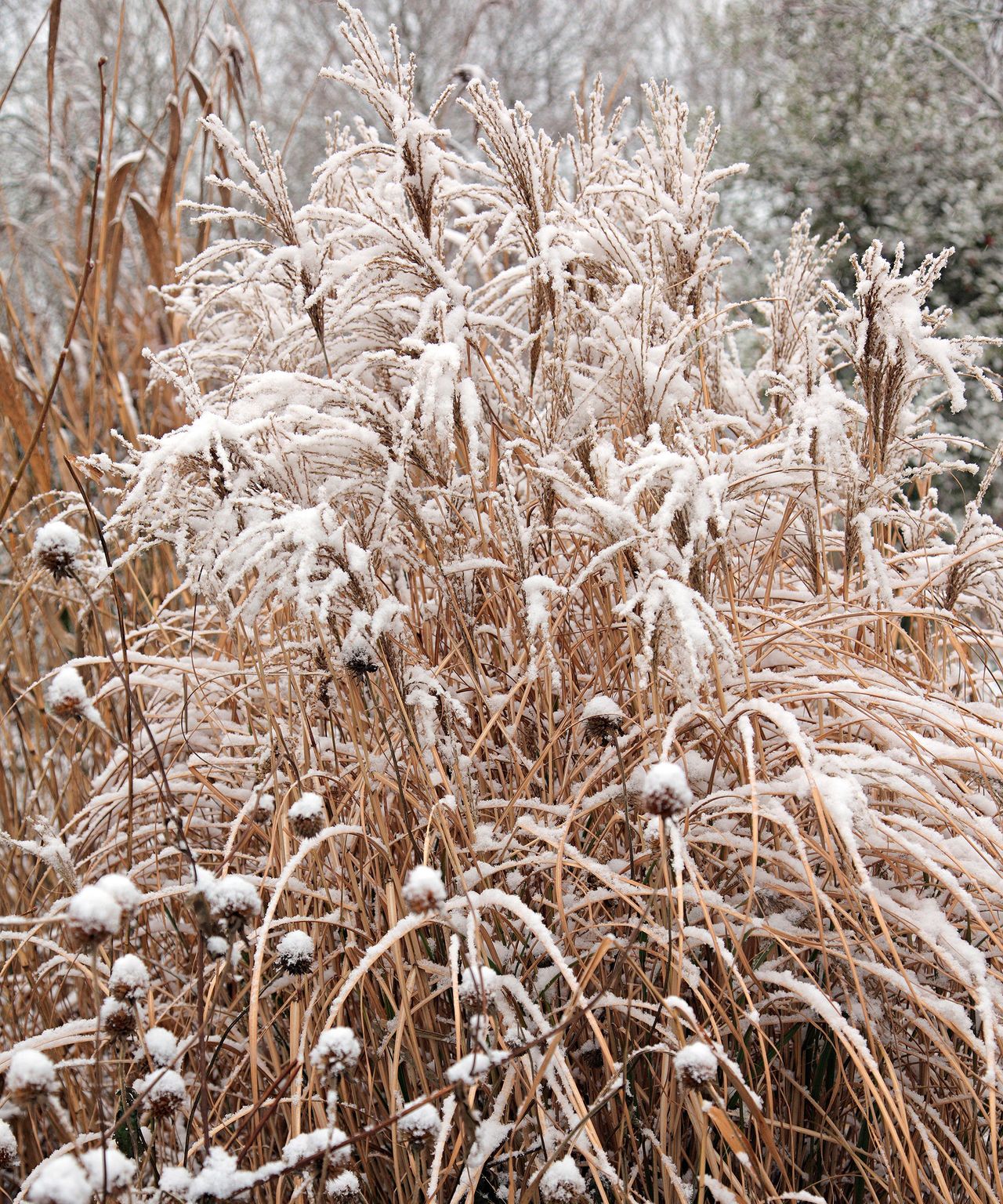 Best winter garden plants 19 picks for seasonal color Gardeningetc