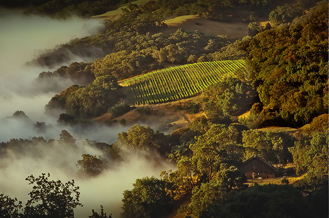 Spring Mountain vineyards