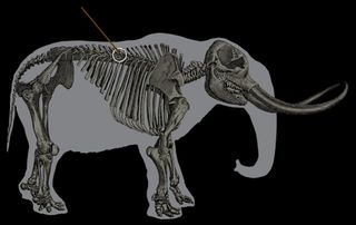 The Manis mastodon with projectile weapon.