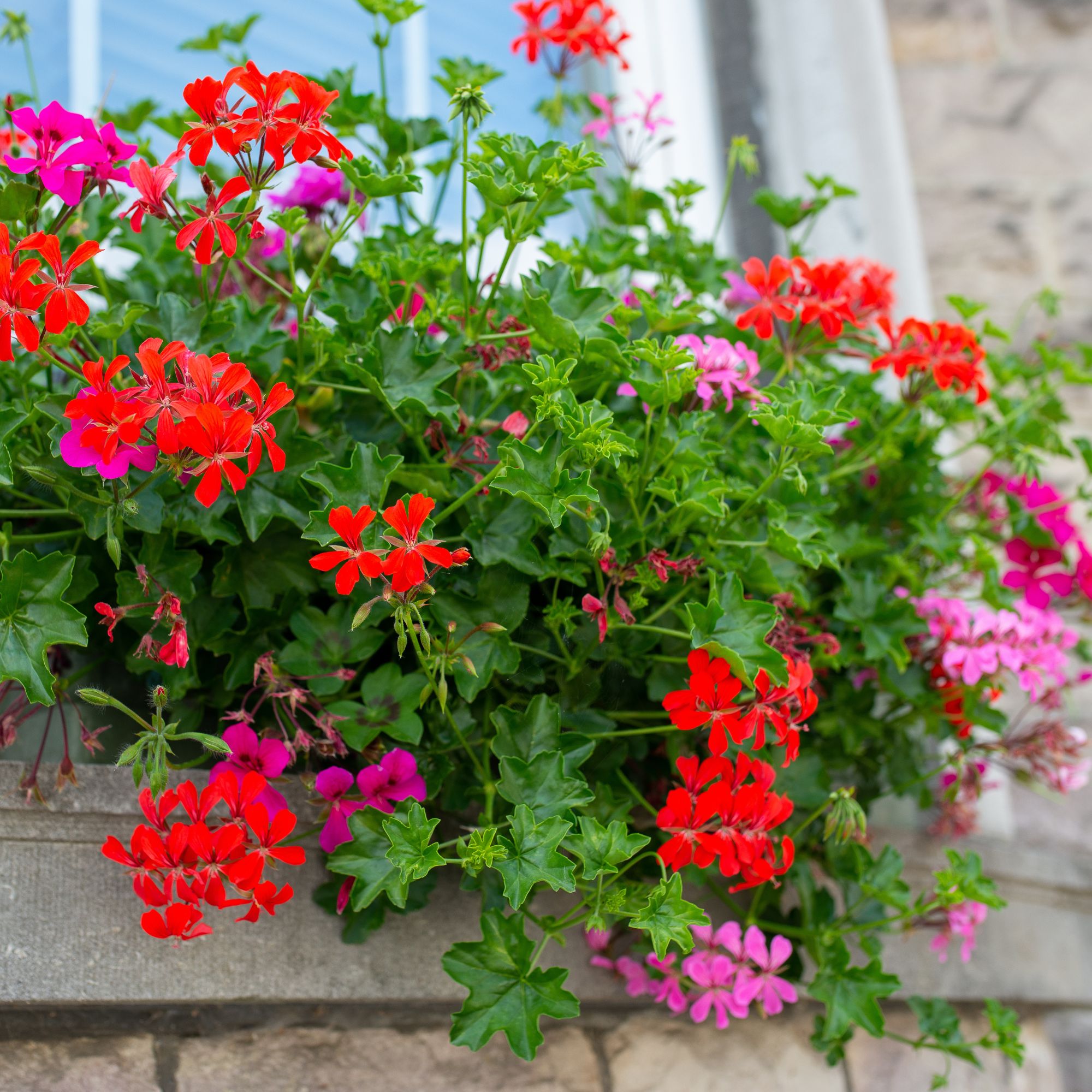 trailing geraniums in a hanging basket