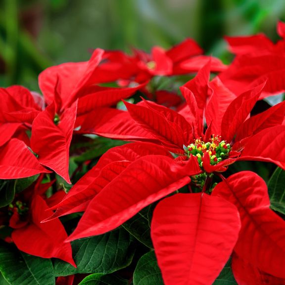 History Of The Poinsettia Plant - Why Is Poinsettia A Christmas Plant ...