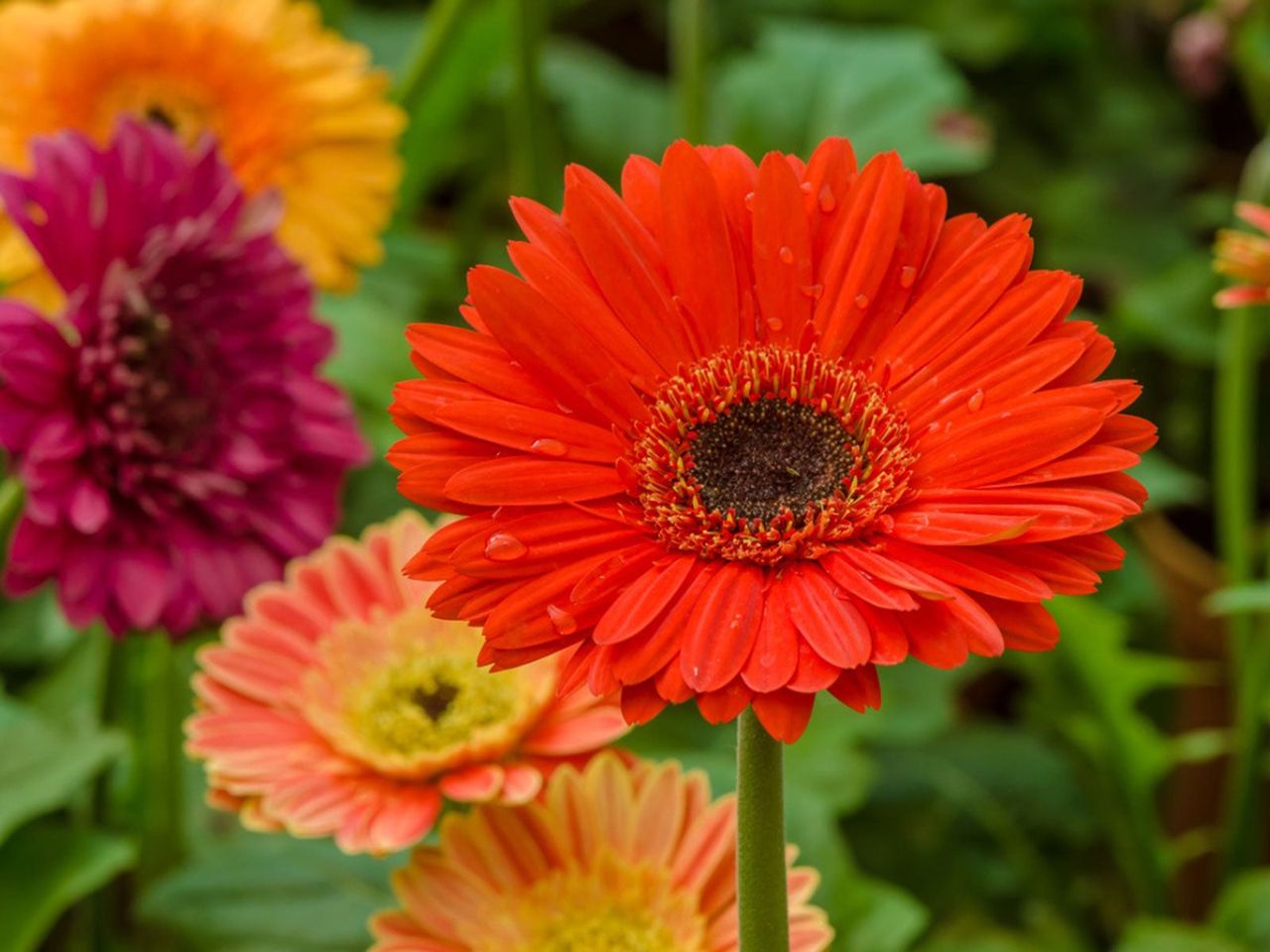 Flowers In The Garden