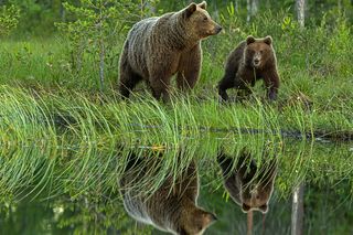 Reflection of brown bears