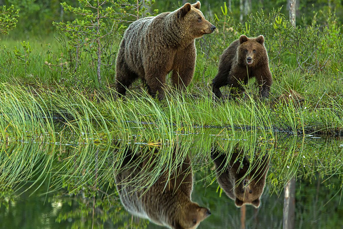 Reflection of brown bears