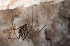 A Tasmanian cave spider (<em>Hickmania troglodytes</em>)