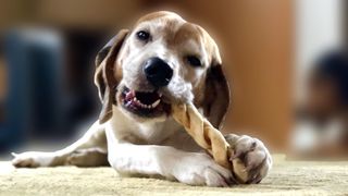 Dog chewing on one of the best long lasting dog chews