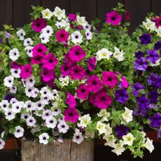 Petunia plants 