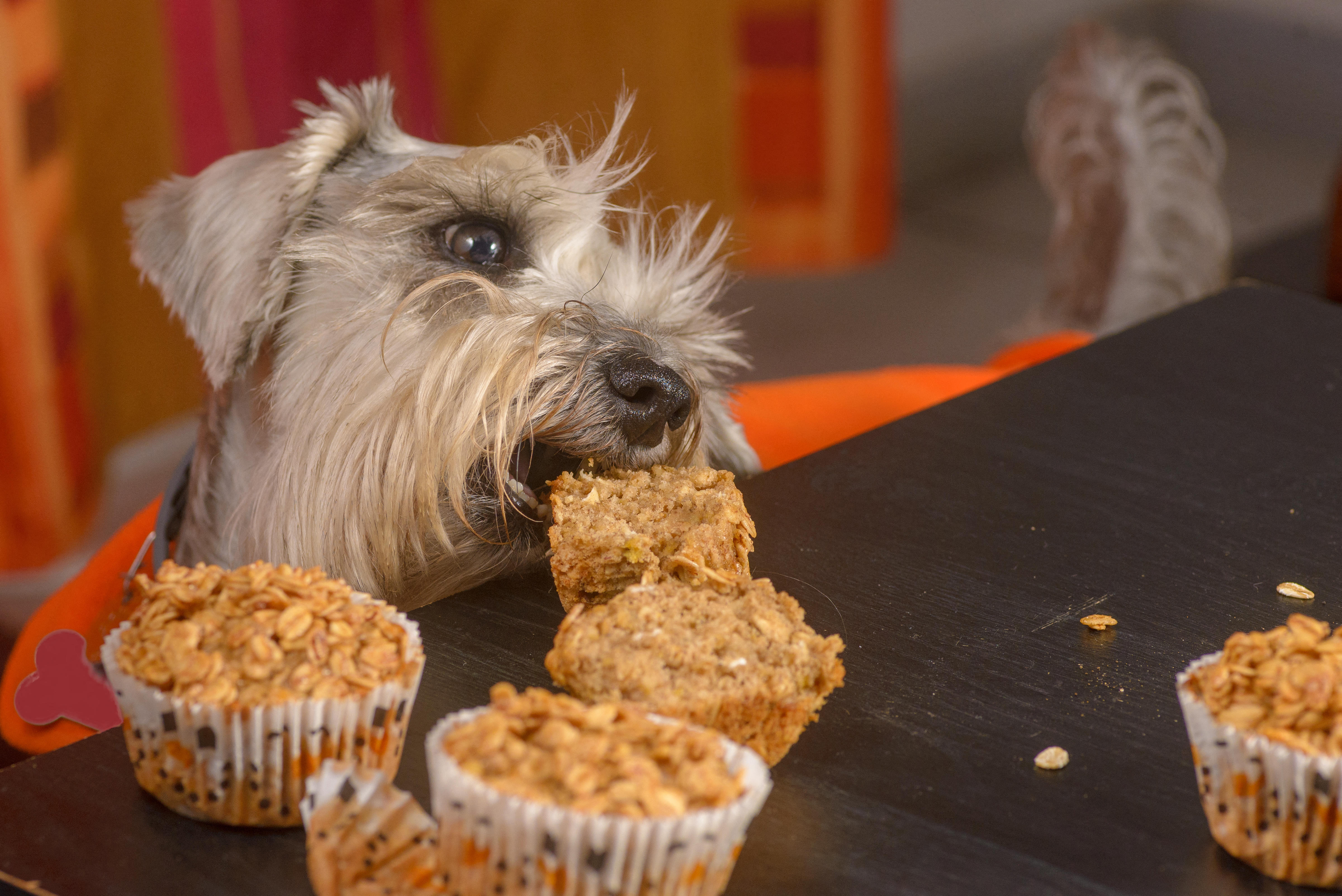 Miniature schnauzer standing with its front paws on a table, biting into a muffin while several other muffins sit nearby, crumbs scattered across the surface.