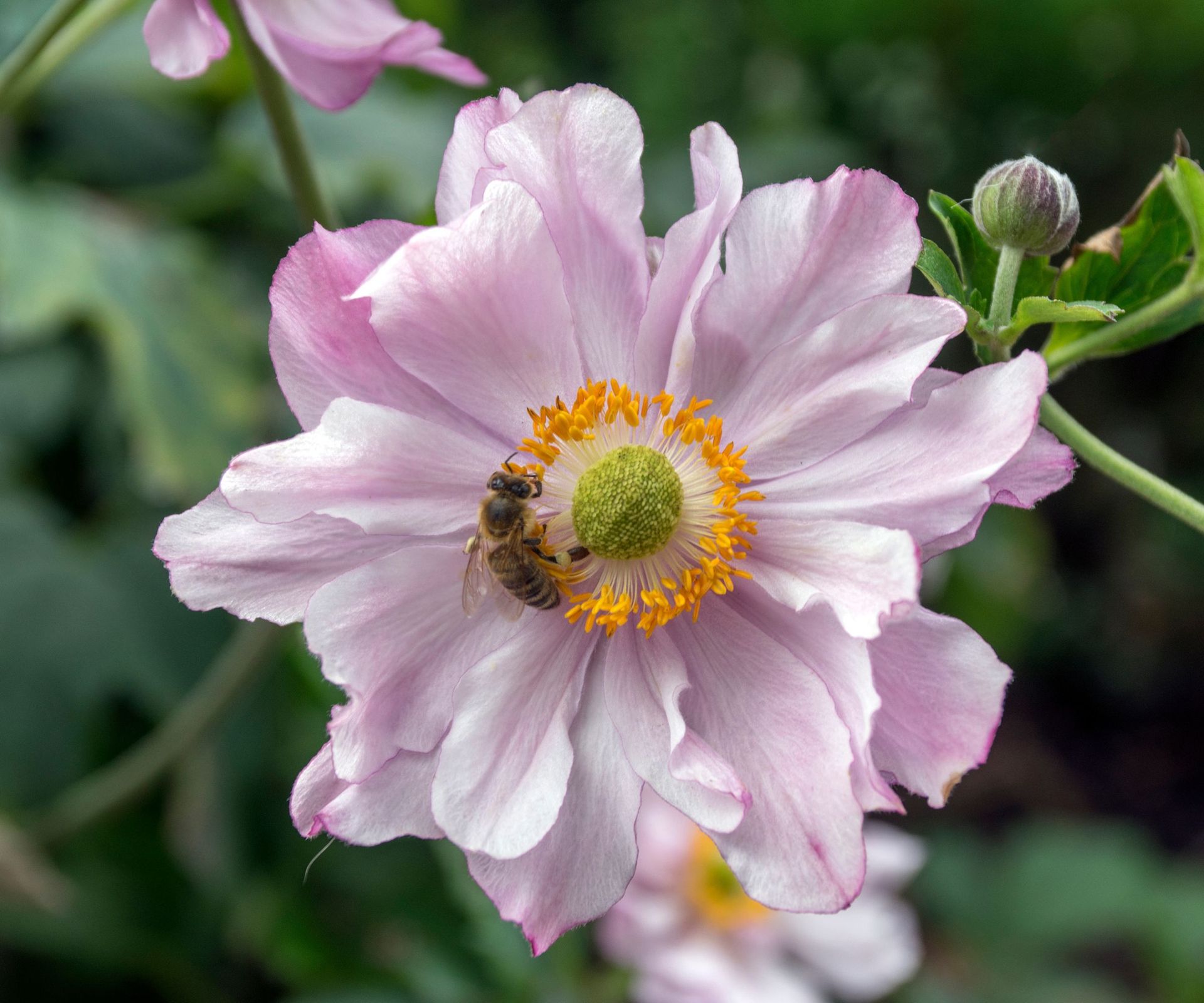 Anemone hupehensis japonica, Japanese anemone, thimbleweed windflower in bloom with honeybee