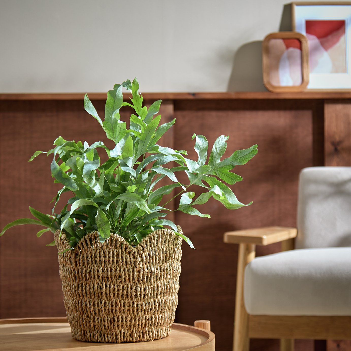 Habitat Large Scallop Rattan Planter - Natural