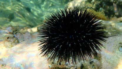 Black sea urchin under the sea